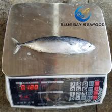 Land Frozen Wr Size 150-200g Whole Round Froze Bonito Frigate Tuna Fish