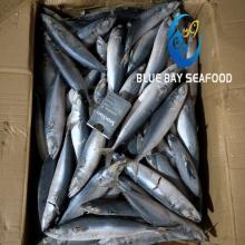 Sea Frozen Pacific Mackerel Fish  Size  150-200 G 15kg/ Carton  Ready Stock
