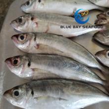 Size 16-18 PCS/Kg Sea Frozen Whole Round Horse Mackerel Fish