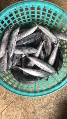 New Landing Sea Frozen  Whole   Round   Bonito  on Sale