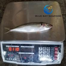 Chinese Horse Mackerel Big Size Round Scad Fish