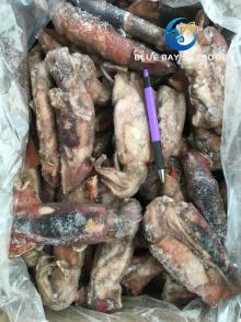 IQF Black Squid for Bait and Human Frozen Fish