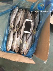 Wholesale Jack Mackere Big Eyes Frozen Horse Mackerel Trachurus