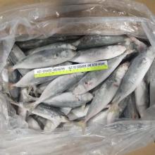 IQF  Frozen   Round  Scad Fish for  Tuna  Bait