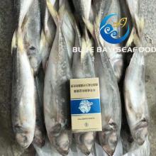 Wholesale Jack Mackerel Big Eyes Frozen Horse Mackerel Trachurus