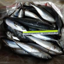 Seafrozen Pacific Mackerel Saba Mackerel Fish Size 250-350g Wholesale