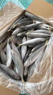 Frozen Horse  Mackerel  Whole Round Fish Size  8 / 10  PCS Per Kg