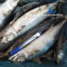 Frozen Fresh Chub Mackerel Pacific Mackerel Fish Big Size 400-600g