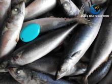 New Stock Sea Frozen Pacific/Horse  Mackerel  Cheap Price Size  150 - 200g 