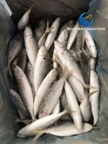 Frozen Fish 6-8 PCS 1kg IQF Fresh Horse Mackerel