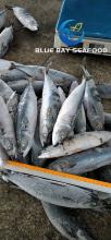 Whole Round Frozen Pacific Mackerel Fish Sea Food W/R