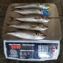 Carapau Frozen Horse Mackerel Sea Food
