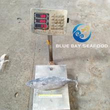 China Manufacturer Seafood and Frozen Striped Bonito