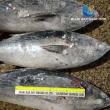 2kg up Sarda Fish Frozen Bonito Fish Whole Round