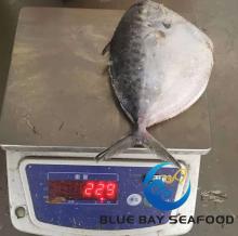IQF 150-200g Frozen Moonfish with High Quality
