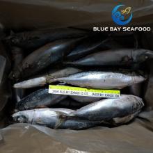 Sea Fish Seafood with Fresh Frozen Pacific Mackerel Fish