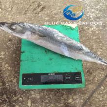 Board   Frozen  Pacific  Mackerel  300-500g  Frozen  Fish for Market