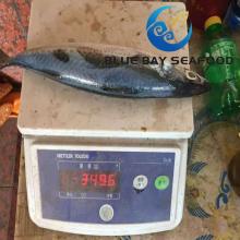 250-350g Thailand Market Low Price Frozen Pacific Mackerel
