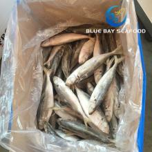 IQF Frozen Fish Jack Mackerel/Horse Mackere