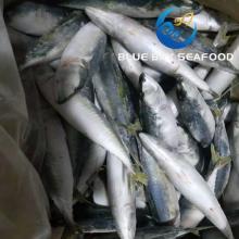 Size 6-8 PCS/Kg IQF Frozen Fish Pacific Mackerel