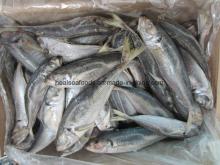 Chinese Factory Small Size  Horse   Mackerel   Price 