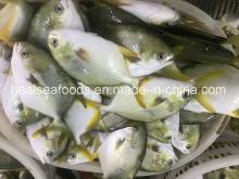 High Quality Frozen Golden  Pomfret / Pompano  Fish