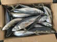 300-500g Basa Mackerel Frozen on Board