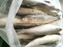  Frozen   Grey   Mullet   Fish  From Chinese Factory
