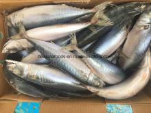 400-600g  Sea   Frozen   Mackerel   Fish  From China