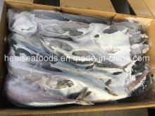 High Quality Sea Frozen Japanese Mackerel