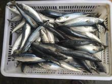 Frozen Blue Mackerel From Pacific Sea Mackerel (8-10)