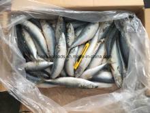 8 - 10   Mackerel  Suit for Market