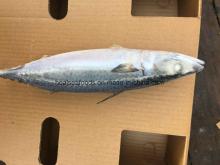Blue Pacific Mackerel /Scomber Japonicus