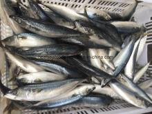 300-500g Land Frozen Pacific Mackerel Scomber Mackerel