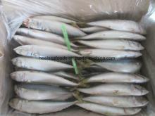 200-300 Land Frozen Pacific Mackerel Fish