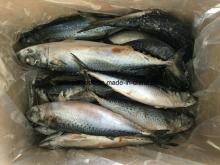 Frozen White Mackerel (150g-250g) with High Fat Content