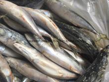 Chinese Sea Frozen Pacific Mackerel Fish Price