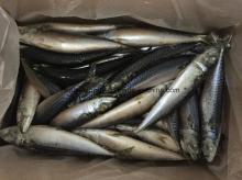 Frozen Fish Pacific Mackerel From Pacific Sea Area