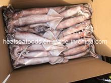 Frozen Japanese  Flying   Squid  for Sale