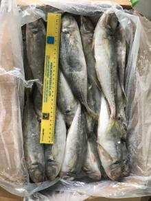 Frozen  Big   Eye s  Horse   Mackerel  22cm+