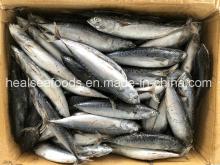  Whole   Round   Frozen   Bonito  with Best Price