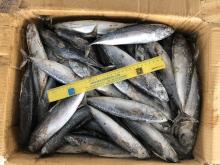 China Hot Products New Catching Whole Round Frozen Bonito