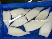 Supply U5 U7 U10 Frozen Illex Squid Tube