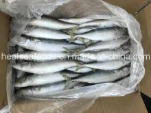 Land Frozen Pacific Mackerel 150-200grams