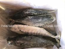 High Fat Content Frozen Sarda Sarda Fish Origin in Mauritania
