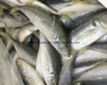 Big Eyes Horse Mackerel 20cm+