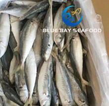 6-8 PCS/Kg Atlantic Seafood  Frozen   Fish   IQF  Horse Mackerel