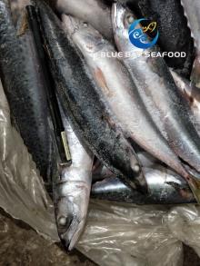 Whole Round Frozen Pacific  Mackerel  Seafood Fish Size  150 - 200  G