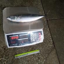  Cheap   Wholesale  Seafrozen W/R Chub Mackerel for Human Consumption
