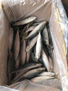 Frozen Pacific Mackerel Saba 6/8 PCS Per Kg for Malaysia Market
